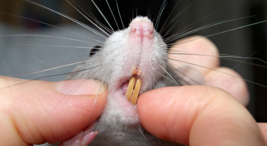 Do Rats Bite