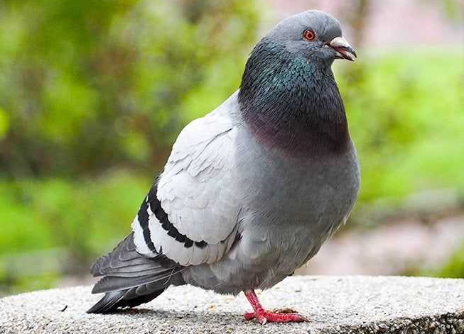 Pigeons